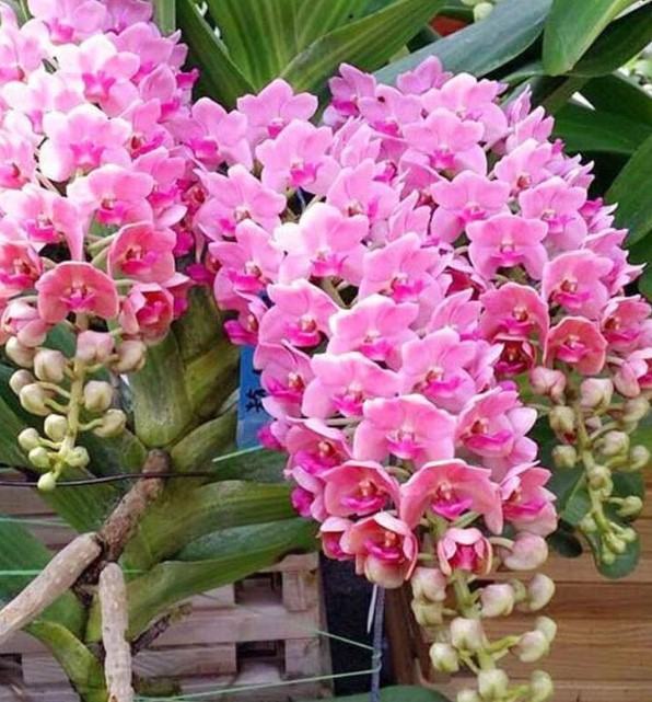 Hoa lan tai trâu - Nguồn gốc, đặc điểm, cách trồng và chăm sóc hoa lan tai trâu 17 - kythuatcanhtac.com