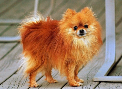 Chú chó phốc sóc cam với bộ lông siêu dài - kythuatcanhtac.com