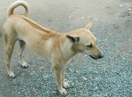 Chó Phú Quốc - Những thông tin cơ bản về loài chó Phú Quốc 15 - kythuatcanhtac.com
