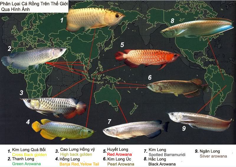 Cá Kim Long - Những điều Cần Biết Về Loài Cá Phong Thủy đặc Biệt Này
