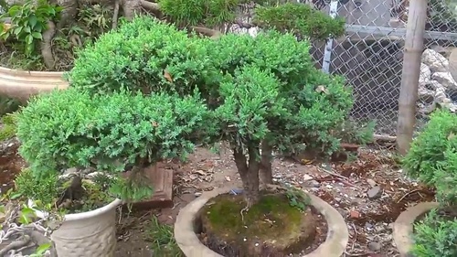Cây tùng cối – Cây bonsai đẹp, cách trồng và chăm sóc, tạo dáng tùng cối 6 - kythuatcanhtac.com