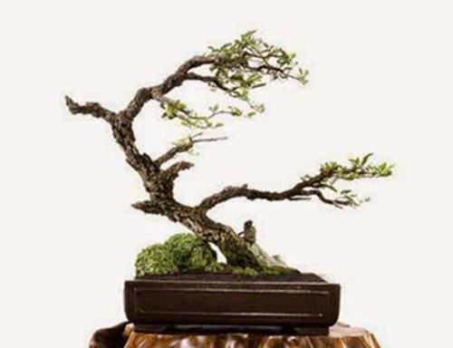 cay-bonsai-dang-sieu-2a - kythuatcanhtac.com