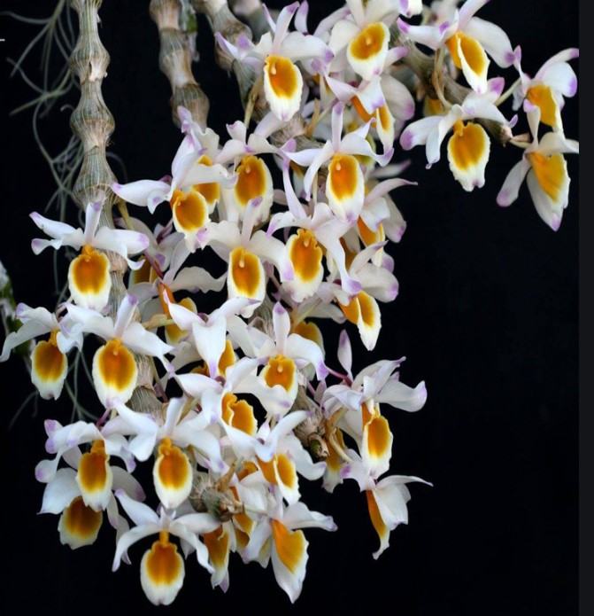 Hoa lan trúc phật bà- Nguồn gốc, đặc điểm, cách trồng và chăm sóc hoa lan trúc phật bà 12 - kythuatcanhtac.com