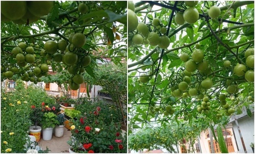 Mẹ Hải Phòng làm ròng rọc tời đất lên sân thượng trồng cà chua, quả kết từng chùm trĩu giàn - 19 - kythuatcanhtac.com