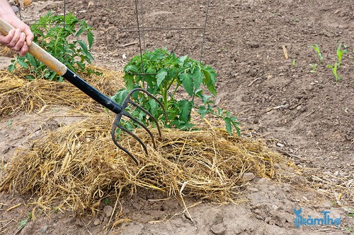 Che phủ bề mặt đất trồng cho cây cà chua  - kythuatcanhtac.com
