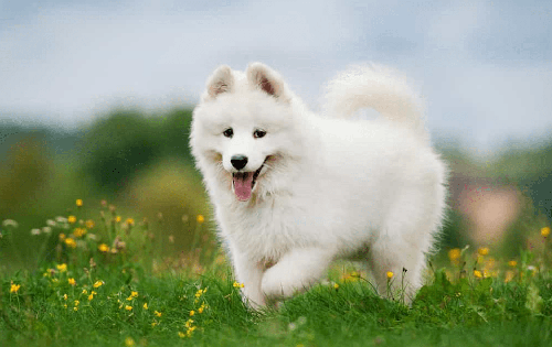 Chó samoyed - Nguồn gốc, đặc điểm và các chăm sóc cho samoyed 13 - kythuatcanhtac.com
