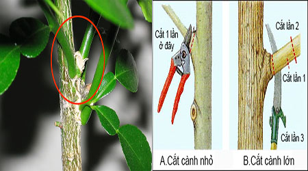 Cắt tỉa tạo cành nhánh cho cây thông thoáng - kythuatcanhtac.com