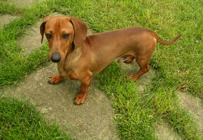 Chó lạp xưởng (Dachshund) - Chăm sóc nuôi dạy chó lạp xưởng A-Z 24 - kythuatcanhtac.com