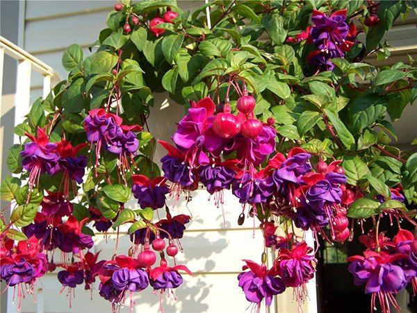 Những loại hoa thơm như nước hoa, rực rỡ xuất sắc nên trồng ở ban công - 7 - kythuatcanhtac.com