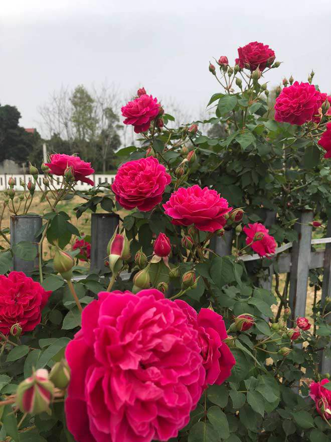 Mê mẩn vườn hồng đẹp như mơ, rộng hàng nghìn m2 của bà mẹ Hà thành - 9 - kythuatcanhtac.com