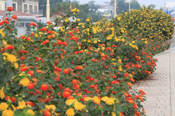 cây hoa ngũ sắc đẹp 2 - kythuatcanhtac.com