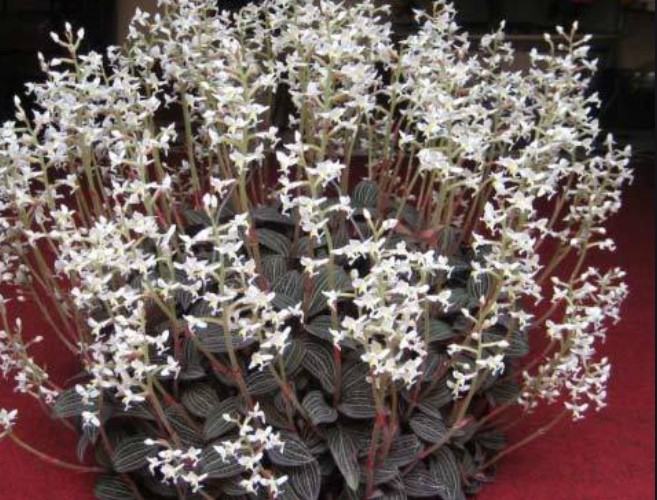 Hoa lan kim tuyến - Loài hoa có vẻ đẹp hút hồn và vô cùng quý hiếm 17 - kythuatcanhtac.com