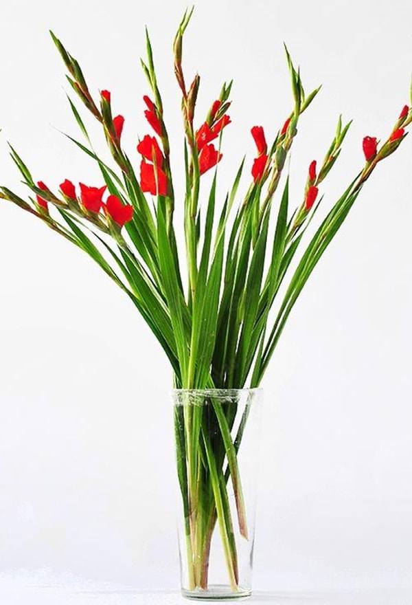 Cách cắm hoa lay ơn để bàn thờ đẹp và tươi lâu ngày Tết - 4 - kythuatcanhtac.com
