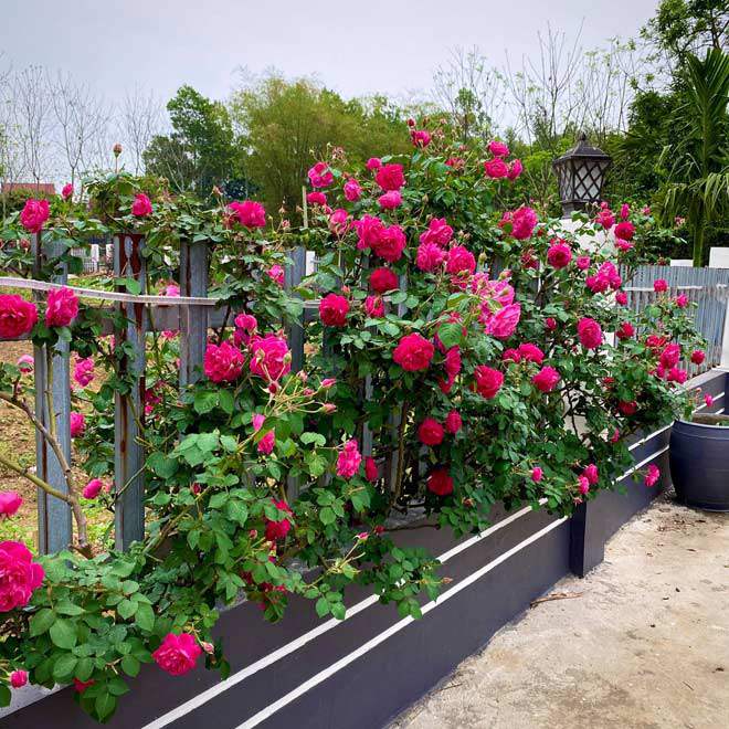 Mê mẩn vườn hồng đẹp như mơ, rộng hàng nghìn m2 của bà mẹ Hà thành - 13 - kythuatcanhtac.com