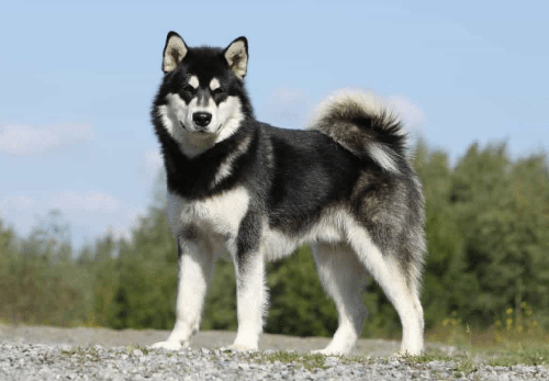 Chó alaska - Những thông tin cần biết khi nuôi chó alaska 11 - kythuatcanhtac.com
