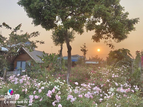 Mẹ Vũng Tàu dựng nhà gỗ 15m2 làm chốn lui về, trồng 50 khóm hồng bao quanh như thiên đường - 17 - kythuatcanhtac.com