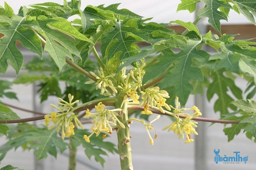 Cây đực có hoa nhỏ hơn màu vàng hoặc trắng mọc trên cuống - kythuatcanhtac.com