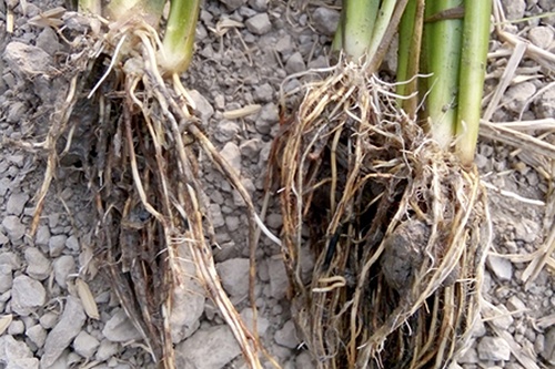Phèn gây hại trên lúa, một vấn đề đáng lo ngại đối với người trồng lúa - kythuatcanhtac.com