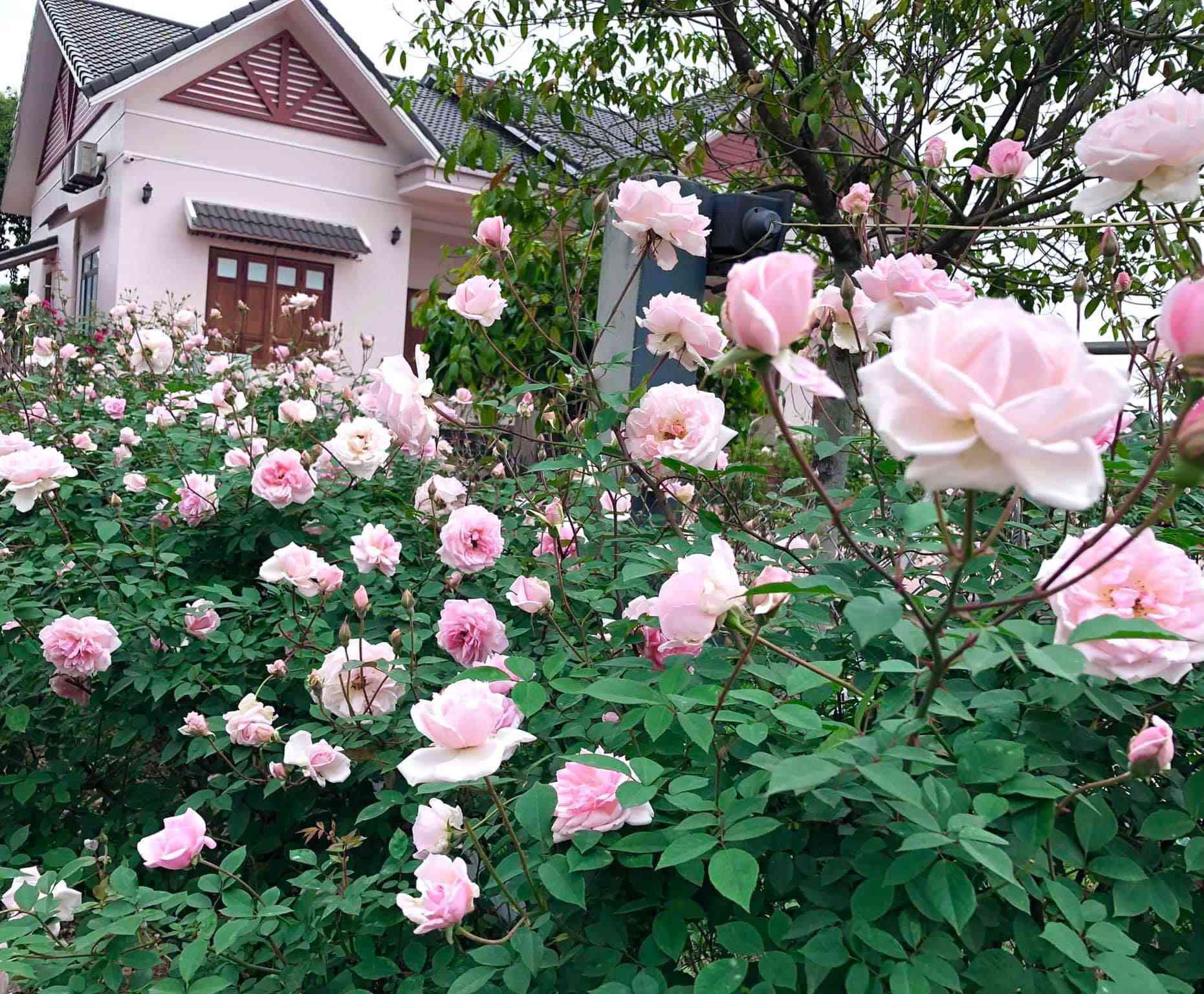 Căn nhà tràn ngập hoa hồng ở Ba Vì gây amp;#34;bãoamp;#34; mạng - 6 - kythuatcanhtac.com