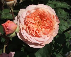 Hoa hồng ngoại Leander Rose - Loại hoa hồng độc đáo 5 - kythuatcanhtac.com