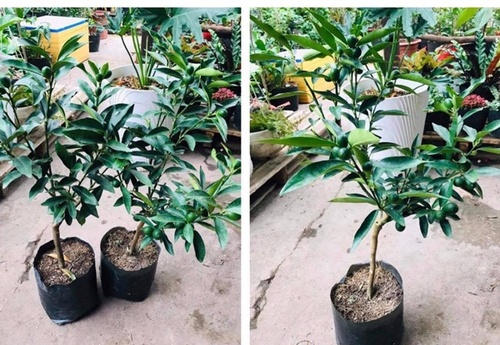 Biết “bị lừa”, khách hàng vẫn chi hàng triệu đồng để mua cây này về chơi Tết - 4 - kythuatcanhtac.com
