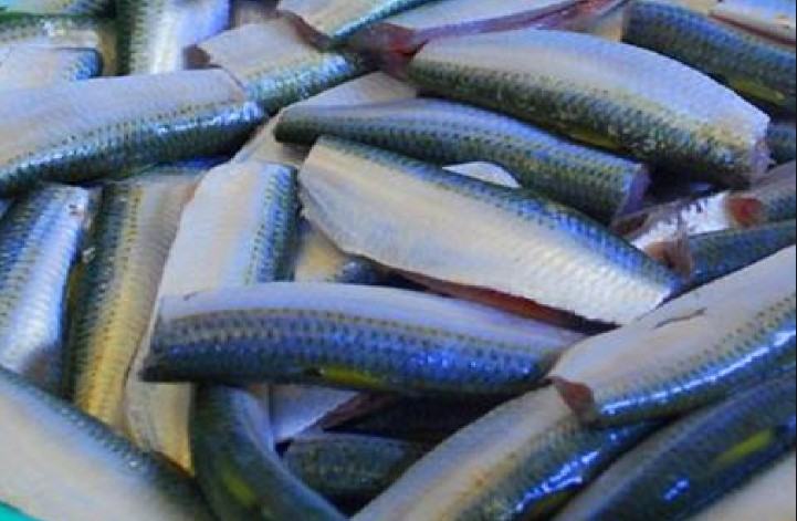 Cá Trích - Những tác dụng của cá trích với sức khỏe 15 - kythuatcanhtac.com