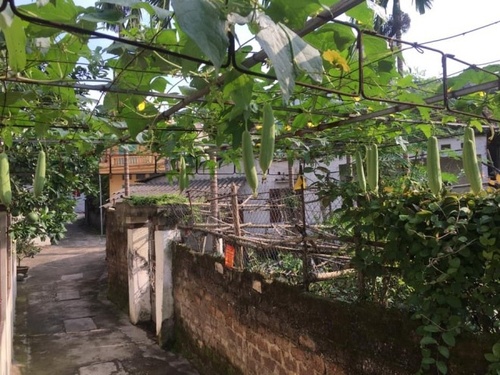 Ông bố Phú Thọ làm vườn sân thượng theo bí quyết riêng, rau quả xanh tốt quanh năm - 20 - kythuatcanhtac.com