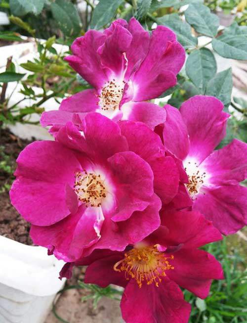 Cách chăm sóc cây hoa hồng tím quý hiếm, không phải chuyên gia vẫn cho hoa đẹp mĩ mãn - 5 - kythuatcanhtac.com