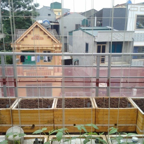 Ông bố Phú Thọ làm vườn sân thượng theo bí quyết riêng, rau quả xanh tốt quanh năm - 6 - kythuatcanhtac.com