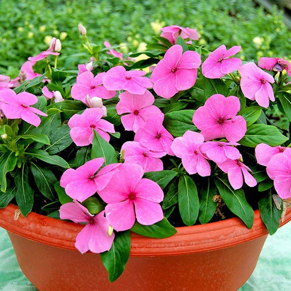 4 loại hoa thích hợp nhất cho người mới trồng, hoa nở cực nhiều và đẹp - 5 - kythuatcanhtac.com