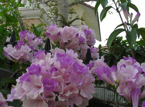 Dây ánh hồng hoa đẹp dễ trồng leo nhanh 7 - kythuatcanhtac.com