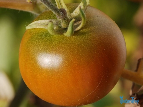 3 vấn đề phổ biến nhất của cây cà chua  - kythuatcanhtac.com