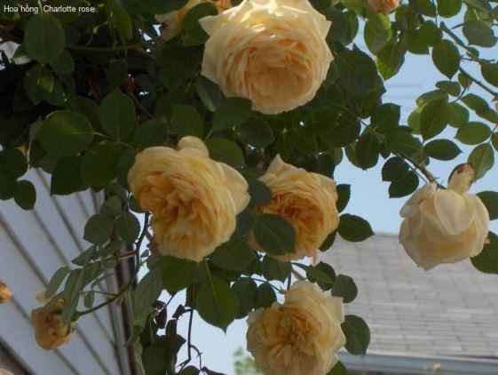 Cách trồng và chăm sóc hoa hồng ngoại Charlotte rose - kythuatcanhtac.com