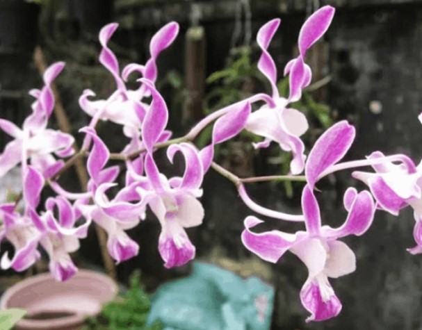 Hoa lan dendro - Loại hoa đẹp và phù hợp với mọi không gian 17 - kythuatcanhtac.com
