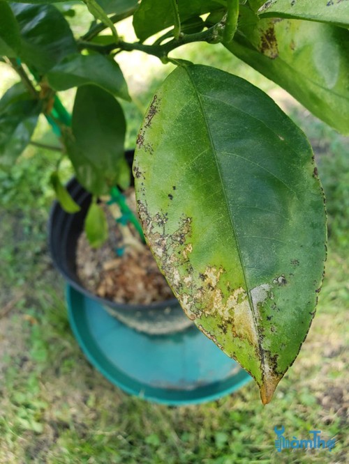 Nấm mốc (Sooty mold) là một bệnh nhiễm nấm dẫn đến lá bị đen. - kythuatcanhtac.com