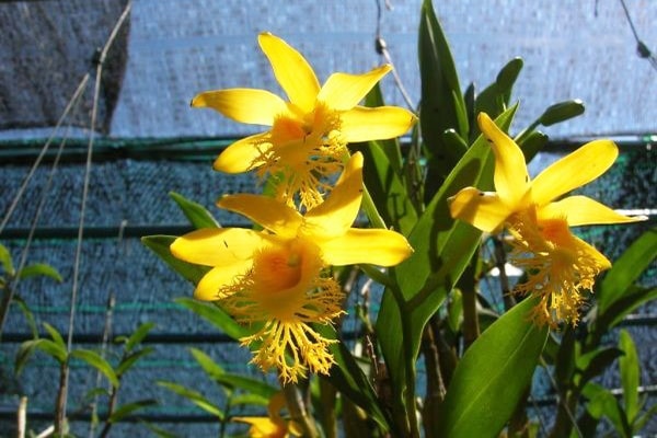 Loài hoa lan dễ trồng nhất - kythuatcanhtac.com