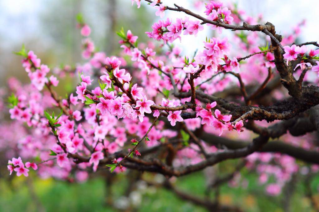 7 loại hoa phong thủy mang tài lộc, phúc khí trong năm Tân Sửu 2021 - 8 - kythuatcanhtac.com