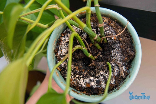 8 sai lầm khi trồng cây trong nhà bạn có thể mắc phải - kythuatcanhtac.com