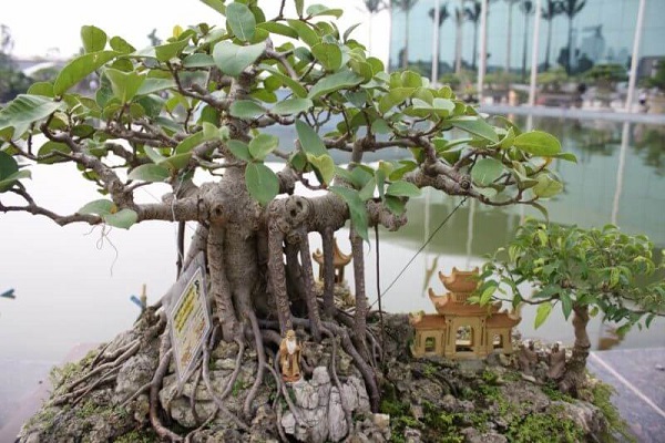 10 Cây cảnh bonsai đẹp nhất và cách chăm sóc cây bonsai đúng kỹ thuật - 4 - kythuatcanhtac.com