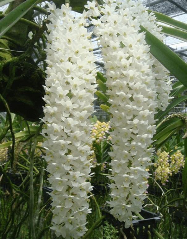 Hoa lan đuôi chuồn - Nguồn gốc, đặc điểm, cách trồng và chăm sóc hoa lan đuôi chuồn 19 - kythuatcanhtac.com