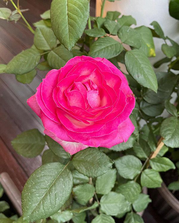 Mẹ đơn thân được chồng cũ chu cấp 10 tỷ/tháng, ở nơi xa hoa, trồng hồng to như cái đĩa - 9 - kythuatcanhtac.com