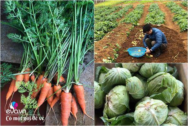 “Bỏ phố lên rừng”, vợ chồng 8X đến Mộc Châu dựng nhà sàn, trồng lúa nương trong vườn 5000m² - 15 - kythuatcanhtac.com