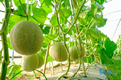 8 mẹo để trồng dưa ngọt nhất ngay tại vườn nhà - kythuatcanhtac.com