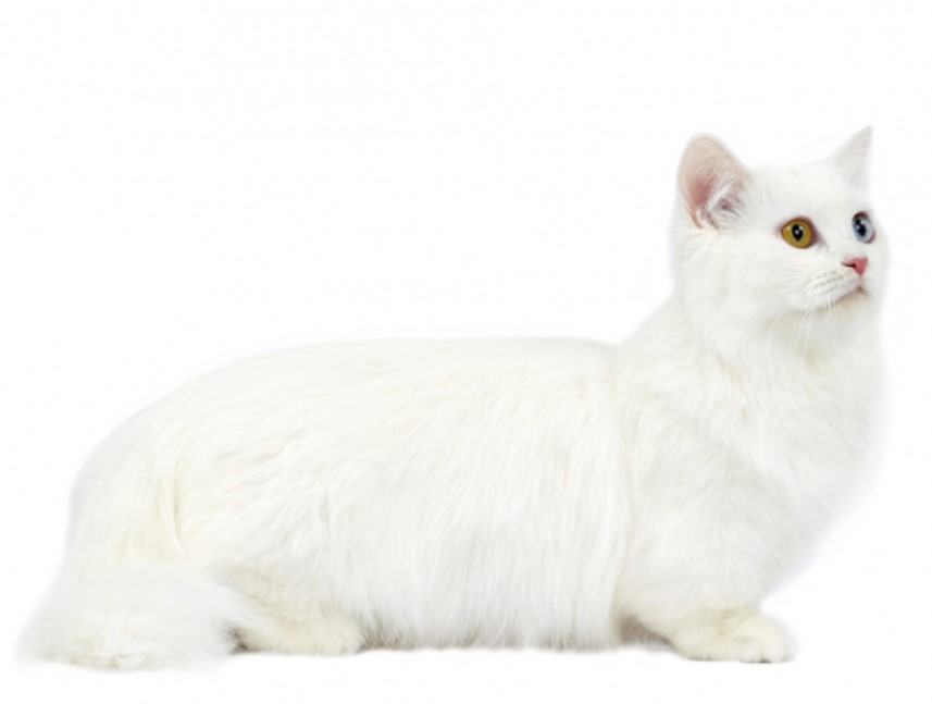 Mèo Munchkin - Chú Mèo "chân ngắn" xinh xắn và đáng yêu 7 - kythuatcanhtac.com