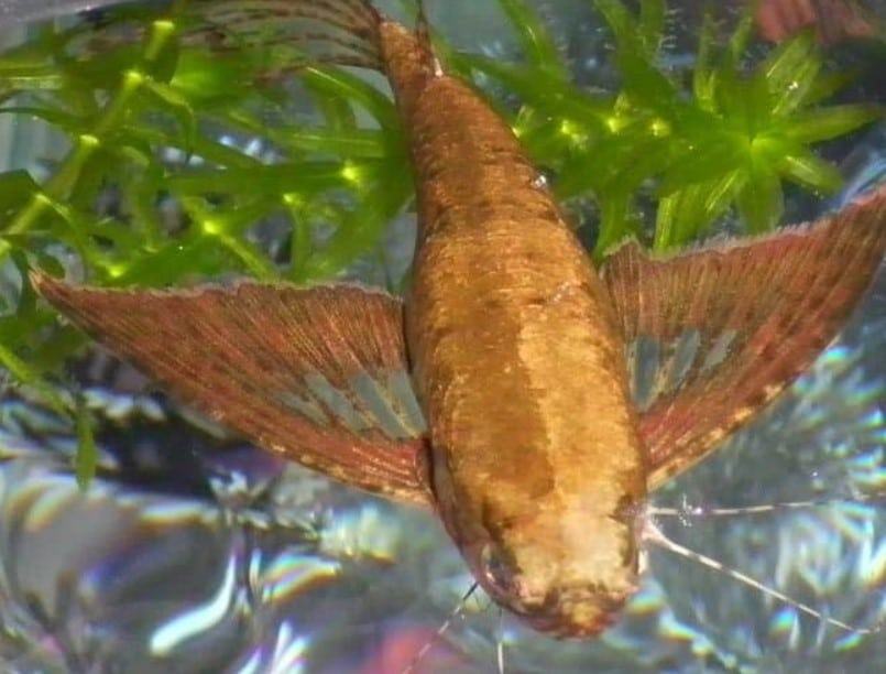Cá cánh bướm châu phi, hồ điệp cổ đại - Đặc điểm và kỹ thuật nuôi 5 - kythuatcanhtac.com