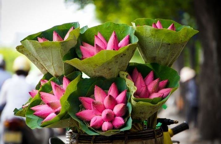 Hoa sen - Nguồn gốc, Ý nghĩa và cách trồng chăm sóc hoa sen 8 - kythuatcanhtac.com