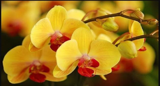Hoa lan màu vàng - Những ý nghĩa của hoa lan màu vàng có thể bạn chưa biết 14 - kythuatcanhtac.com
