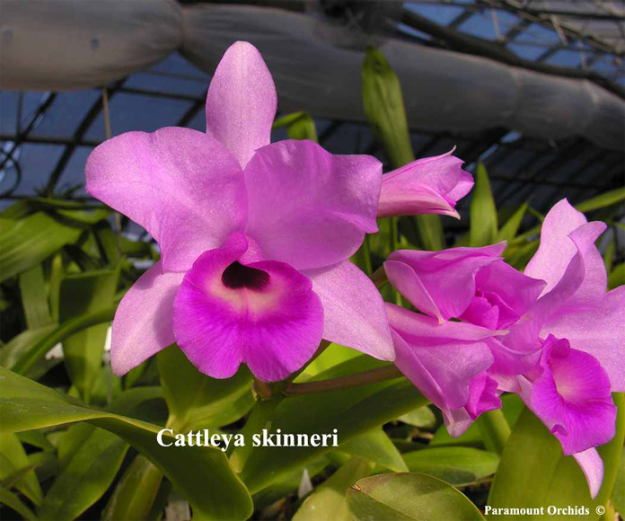Cattleya skinneri - kythuatcanhtac.com