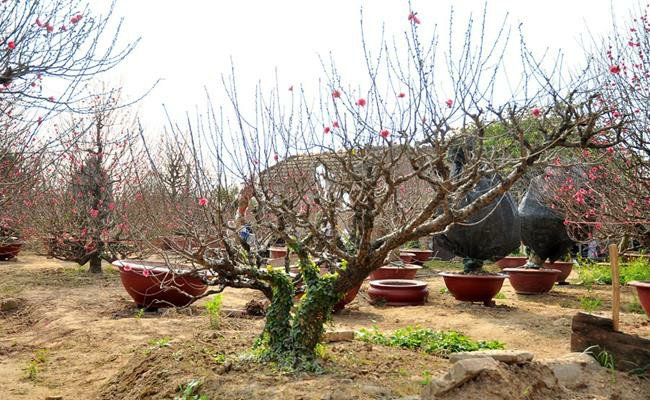 Những loại hoa đào Việt Nam đẹp mê hồn, càng ngắm càng đã mắt - 23 - kythuatcanhtac.com