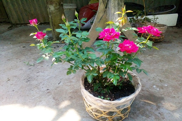 cách trồng hoa hồng - kythuatcanhtac.com